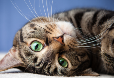 ​中国革命历史英雄故事（3分钟演讲稿红色故事分享）