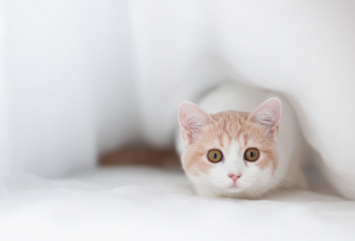 ​情侣故事睡前故事简短（情侣浪漫小故事睡前故事）