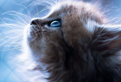 ​来自寓言故事的成语有哪些（关于寓言故事的四字词语分享）