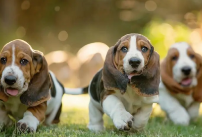 ​短篇笑话故事大全（笑破你肚子的笑话10个）