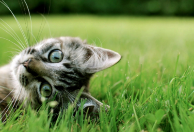 ​关于名人的故事（关于名人或伟人的故事简短）