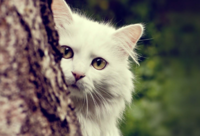 ​有关寓言故事的成语有哪些（20个经典寓言故事）