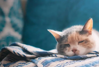 ​小学寓言故事有哪些成语（经典寓言故事合集）