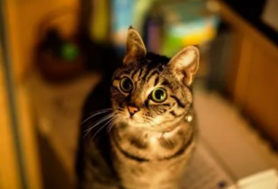 ​老虎拔牙的故事写的什么（老虎的寓言故事简短）