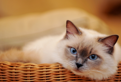 ​唯美爱情故事短篇50字（很甜很撩的睡前小故事）