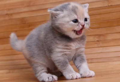 ​寓言故事成语有哪些（属于寓言故事的成语）