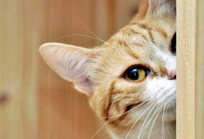 ​有关革命烈士的故事有哪些（革命烈士们的简短英雄事迹）