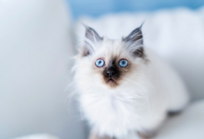 ​文天祥的故事简短（文天祥英雄事迹概括）