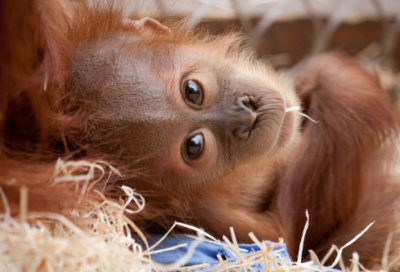 ​睡前小故事听故事（儿童免费听睡前故事）