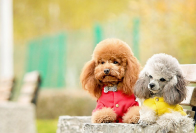 ​小王子故事梗概英文版（小王子主要内容介绍）