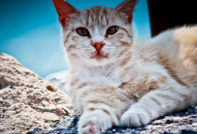 ​鸿门宴是什么意思（鸿门宴的故事简述）