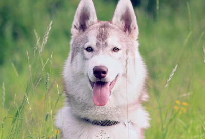 ​徐悲鸿的故事主要内容（徐悲鸿事迹简介）