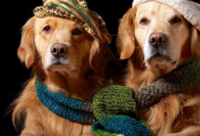 ​丑小鸭童话故事的道理（丑小鸭故事概括及启示）