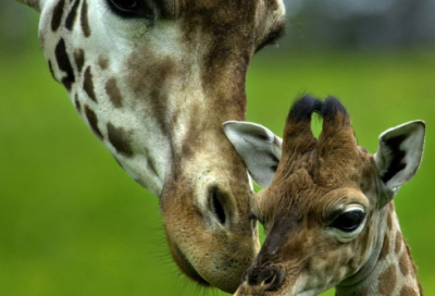 ​丑小鸭简短故事50字（丑小鸭的启示及道理）