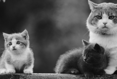 ​2岁睡前故事大全文字版（最适合小朋友的5个睡前故事）