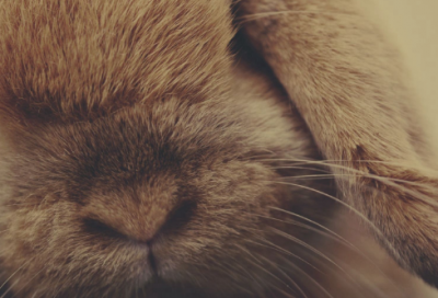 ​叶公好龙寓言故事内容（叶公好龙故事及教人道理）