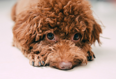 ​安徒生童话故事文字版（卖火柴的小女孩故事分享）