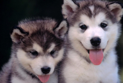 ​骊姬之乱的故事（晋国骊姬之乱赏析）