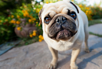 ​神农尝百草的故事简单（神农尝百草儿童神话故事）