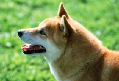 ​关于生命的小故事有哪些（珍爱生命的简短小故事）