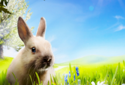 ​老舍长篇小说代表作品（猫城记故事内容及哲理）