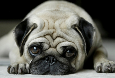 ​白雪公主和七个小矮人睡前故事（睡前故事哄小孩）