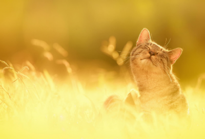 ​公主故事完整版（公主童话故事免费听）