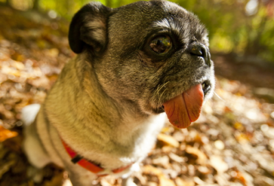 ​范蠡的故事简介（范蠡一生真实历史故事）