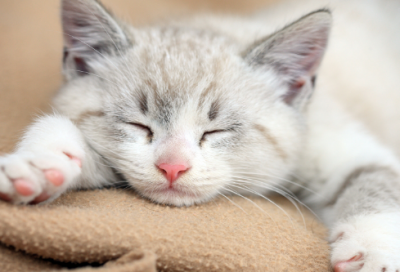 ​中华成语典故大全（中国著名经典历史故事）