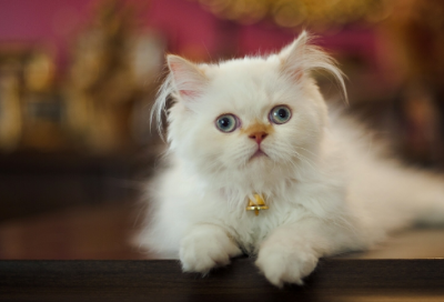 ​如意郎君是什么意思（如意郎君民间故事）