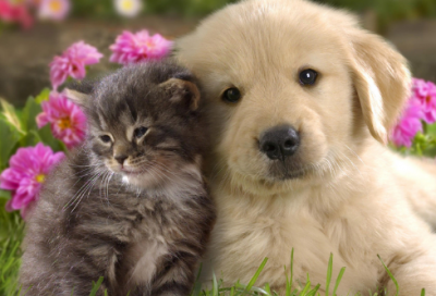 ​与黄河有关的民间故事（黄河民间故事及故事情节）