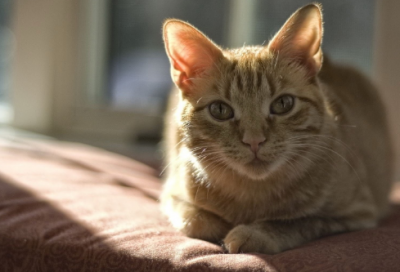 ​科普小故事有哪些（有趣的科普小知识）