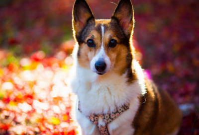 ​有关黄河的民间故事有哪些（关于黄河的神话传说）