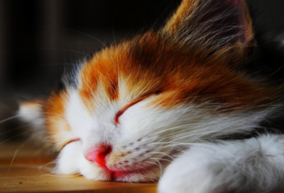 ​少儿睡前故事摘抄（逗人笑的睡前小故事）