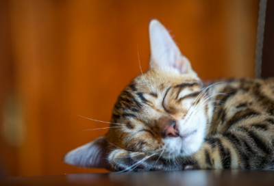 ​关汉卿窦娥冤故事简介（窦娥冤原文及翻译）