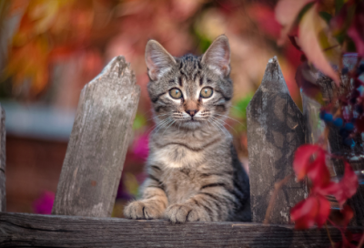 ​有趣的睡前故事长一点（很甜很撩的睡前小故事）