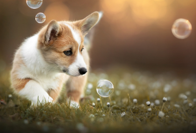 ​寓言的成语有哪些(出自寓言故事的四字成语)