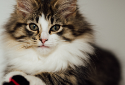 ​寓言故事的成语大全（成语经典寓言故事50篇）