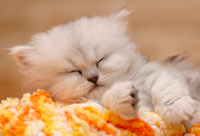 ​关于项羽的故事的典故（关于项羽的历史典故）