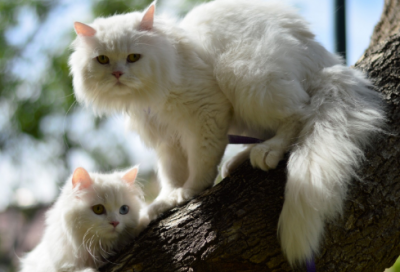 ​我与城北徐公孰美的故事（我孰与城北徐公美翻译句子）