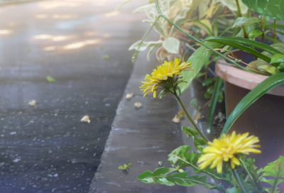 ​小熊不刷牙故事（小熊不刷牙简短故事原文）