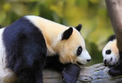 ​画家齐白石的故事（有关齐白石的9个趣味故事）