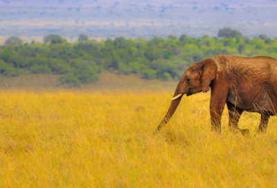 ​孔乙已的故事（孔乙己故事梗概及主要内容）