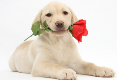 ​打草惊蛇的意思是什么（打草惊蛇的寓言故事原文）