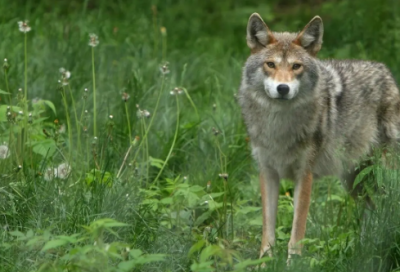 ​红楼梦的故事情节概括（红楼梦最经典桥段）