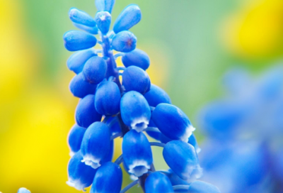 ​《画家和牧童》教学设计一等奖