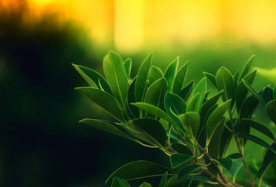 ​《亲爱的回声》教学设计一等奖