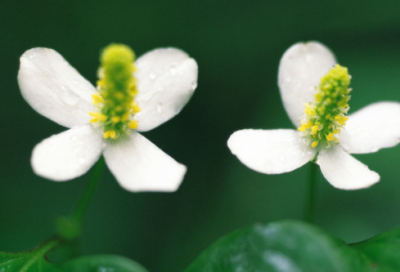 ​四年级语文优质课《呼风唤雨的世纪》说课稿一等奖