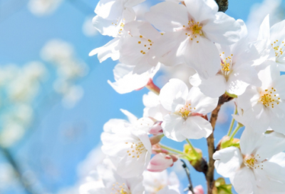 ​《林黛玉进贾府》的教学设计一等奖