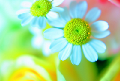 ​《猫》优秀教学设计一等奖